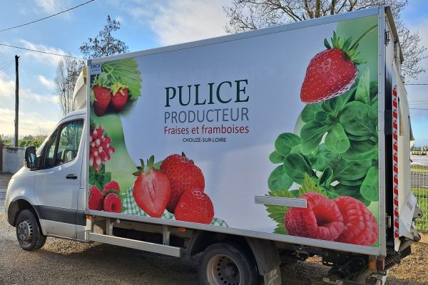 Pulice